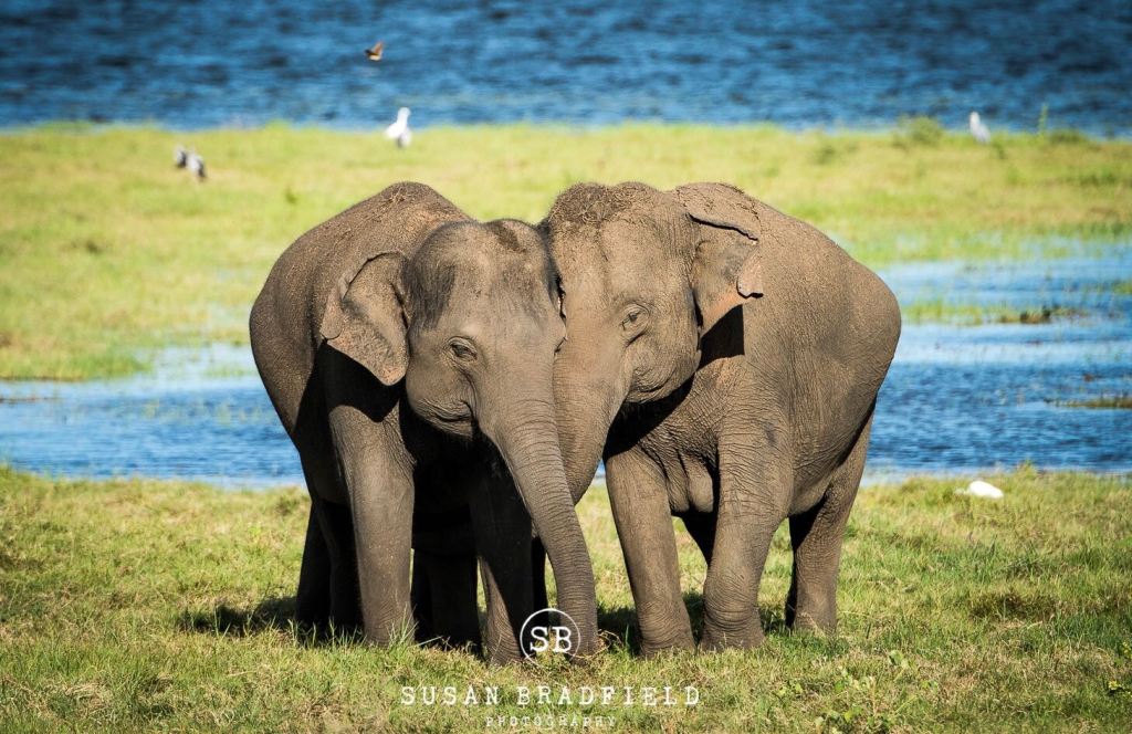Elephants in Sri Lanka