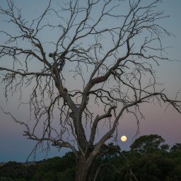 Collaborating With Children