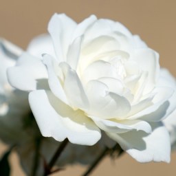 The Case of the Mysterious Rose Saboteur