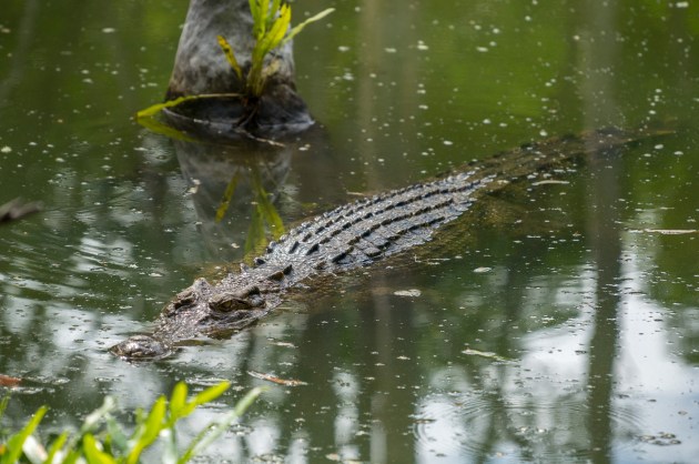 Crocodile