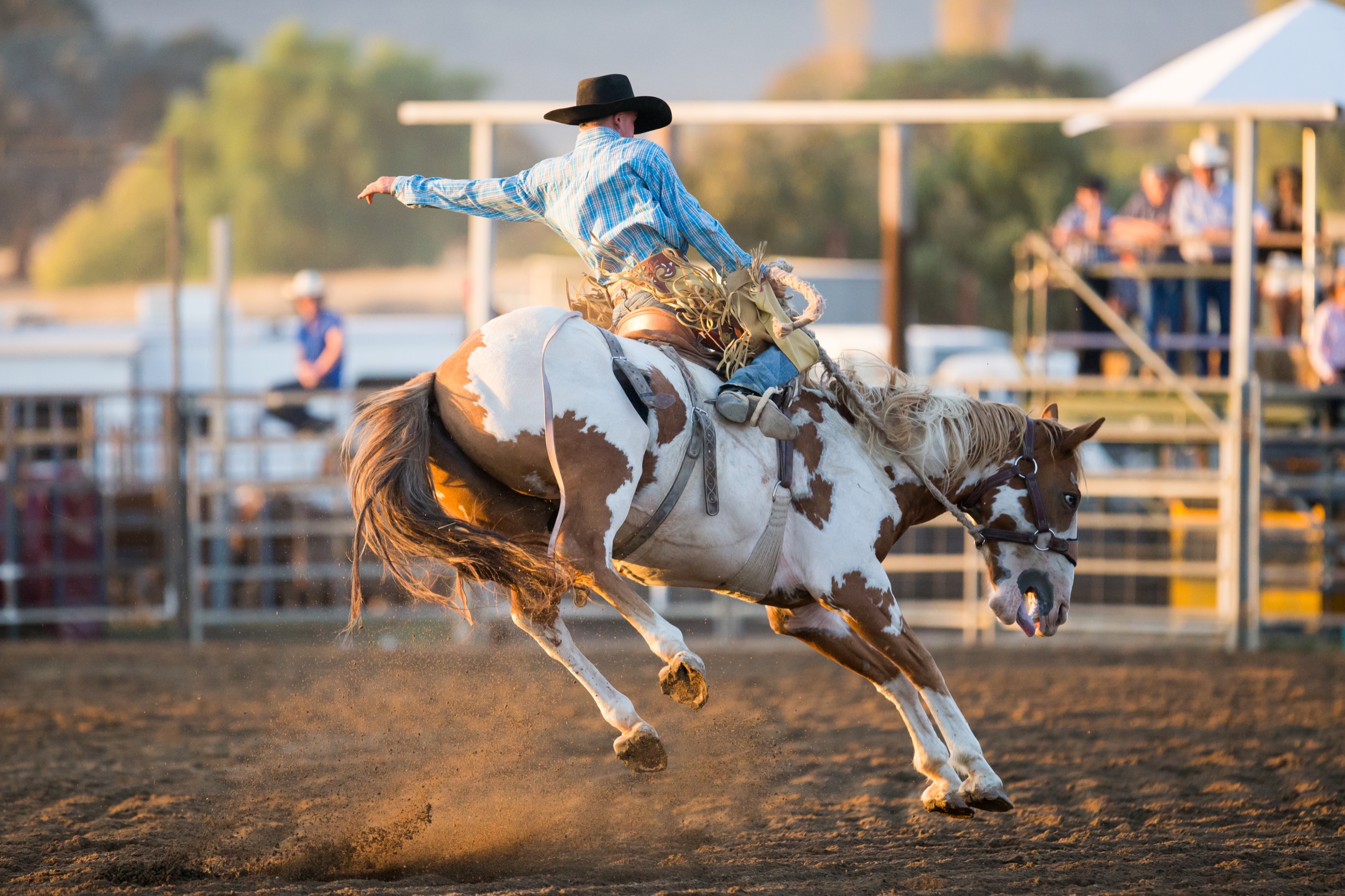 Sandra Merrijig Rodeo