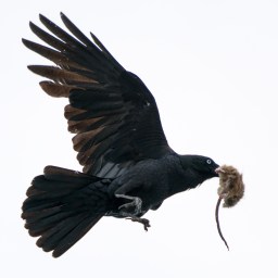 Writers Victoria Flash Fiction 2021 – Part Two