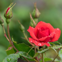 Short Fiction: The Hit