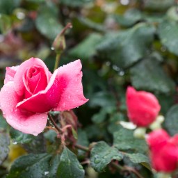 Writers Victoria Flash Fiction 2022 – Part Three