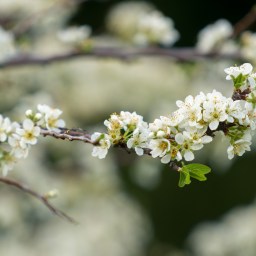 The Winding Narrative Turns Seven